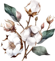 årgång bomull blomma vattenfärg element png