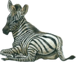 zebra acquerello animale natura adorabile animale png