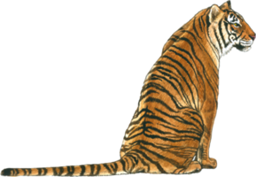 tiger vattenfärg djur- vilda djur och växter förtjusande djur- png