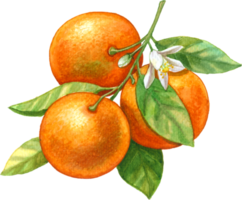 orange frukt vattenfärg element png