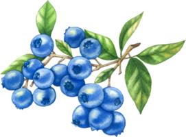 Blaubeere Obst Aquarell Element png