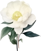 Vintage ▾ peonia fiore acquerello elemento png