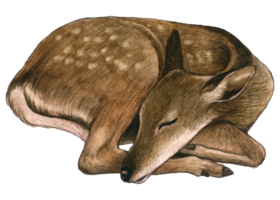 Baby Deer watercolor animal wildlife adorable animal png