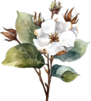 vintage algodão flor aguarela elemento png