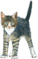 Cat lover watercolor adorable animal png