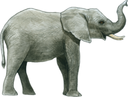 olifant waterverf dier dieren in het wild aanbiddelijk dier png