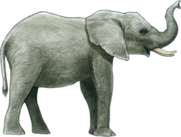 Elefant Aquarell Tier Tierwelt bezaubernd Tier png