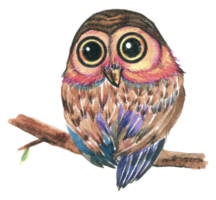 Owl watercolor animal wildlife bird animal png