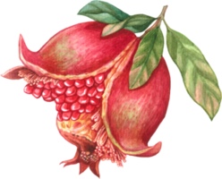 granatäpple frukt vattenfärg element png