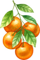 oranje fruit waterverf element png
