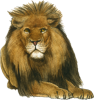 Lion watercolor animal wildlife adorable animal png