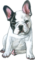 Hund Liebhaber Aquarell bezaubernd Tier png