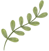 groen blad waterverf element png