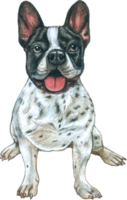 Dog lover watercolor adorable animal png