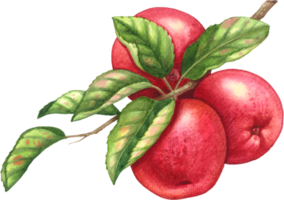 Red apple fruit watercolor element png