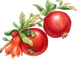 Granatapfel Obst Aquarell Element png