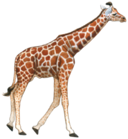 girafa aguarela animal animais selvagens adorável animal png