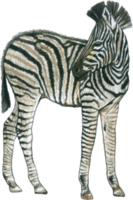 zebra aguarela animal animais selvagens adorável animal png