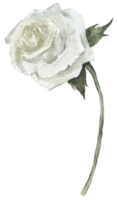 vild blomma gul vit blomma vattenfärg element png