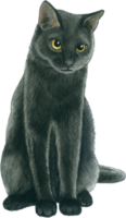 gatto amante acquerello adorabile animale png