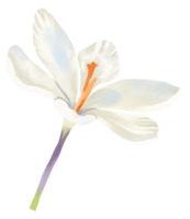 flor aguarela clipart png