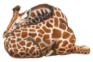 giraffa acquerello animale natura adorabile animale png