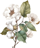 årgång bomull blomma vattenfärg element png