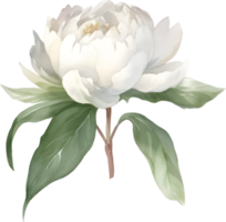 Vintage peony Flower watercolor element png