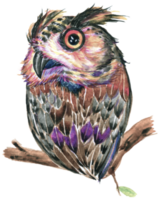 hibou aquarelle animal faune oiseau animal png