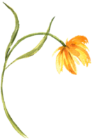 Wildflower yellow white flower watercolor element png