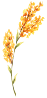 vild blomma gul vit blomma vattenfärg element png