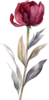 ancien pivoine fleur aquarelle élément png