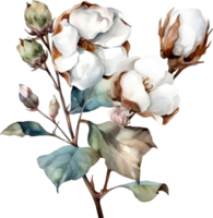 ancien coton fleur aquarelle élément png