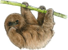 Sloth watercolor animal wildlife adorable animal png