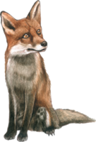 Fox watercolor animal wildlife adorable animal png