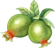 Pomegranate fruit watercolor element png