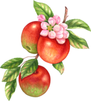 Red apple fruit watercolor element png