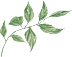 Green leaf watercolor element png