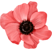 flor acuarela clipart png