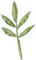 grön blad vattenfärg element png