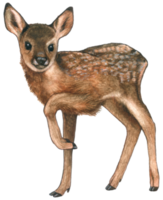 Baby Deer watercolor animal wildlife adorable animal png