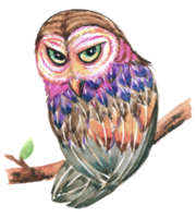 Eule Aquarell Tier Tierwelt Vogel Tier png