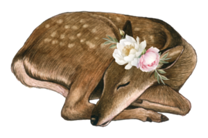 Baby Deer watercolor animal wildlife adorable animal png