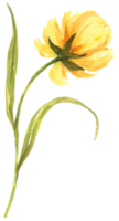Wildflower yellow white flower watercolor element png