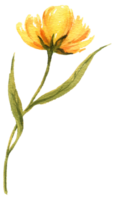 vild blomma gul vit blomma vattenfärg element png