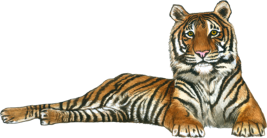 Tiger Aquarell Tier Tierwelt bezaubernd Tier png