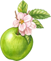 Grün Apfel Obst Aquarell Element png