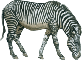 zebra waterverf dier dieren in het wild aanbiddelijk dier png