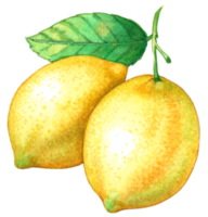 citron- frukt vattenfärg element png