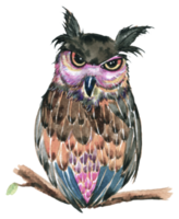 Owl watercolor animal wildlife bird animal png
